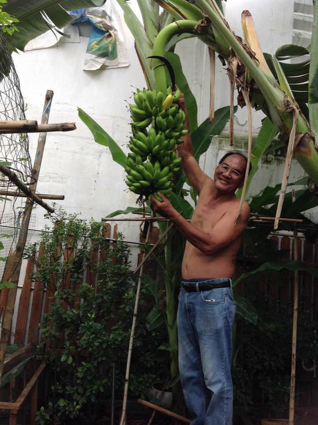 Buồng chuối trĩu quả mà hai ông bà chăm sóc được.