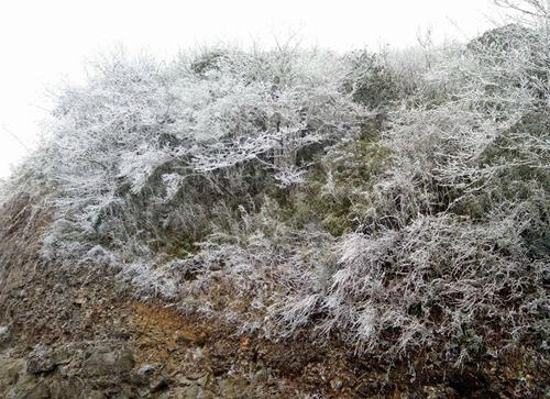 Cây băng ở đỉnh núi Phia Oắc, Cao Bằng. Ảnh: CTV