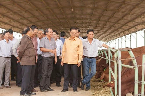 Dan bo bau Duc tung tuyen bo nuoi den hang tram nghin con gio ra sao? hinh anh 1