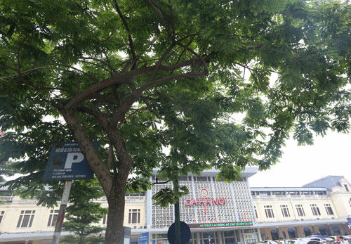 Cây sưa đỏ gần ga Hà Nội có tán rộng,được đánh số để phục vụ việc di chuyển. Ảnh: Phương Sơn