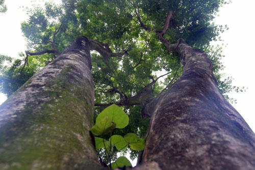 Cây Sưa đỏ to vừa một người ôm nàysẽ được đánh chuyển. Ảnh: Phương Sơn