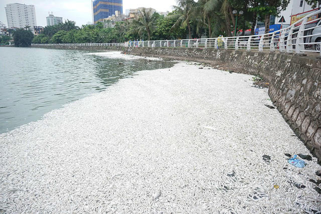 Ven đường Trích Sài (hồ Tây) cá nổi kín một góc hồ bốc mùi hôi thối khủng khiếp.