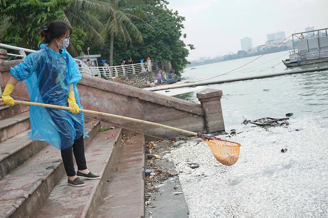 Nữ tình nguyện viên tham gia vớt cá cùng công nhân môi trường trong sáng nay.