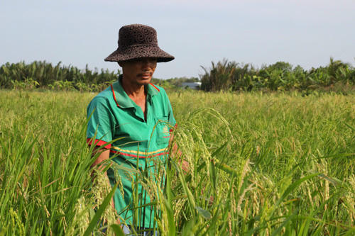 Ruộng lúa lên bông trở lại sau khi anh Tuấn bán bông lúa non. Ảnh: Hoàng Nam