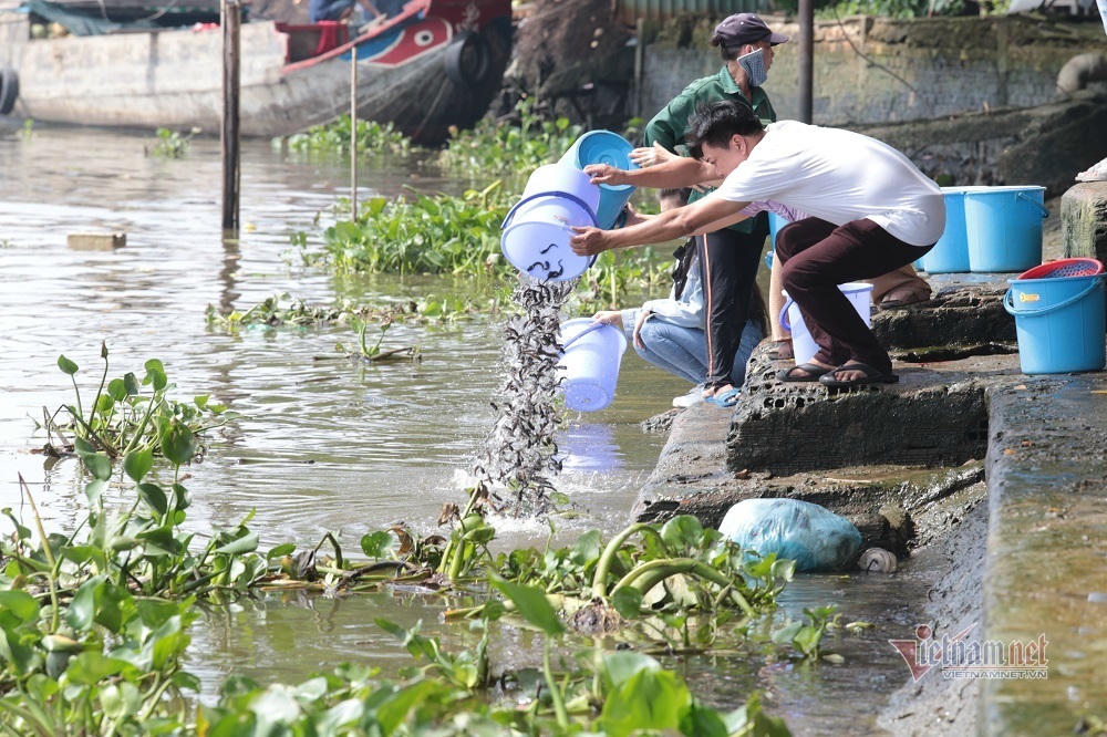 Cá phóng sinh Rằm tháng Bảy chưa kịp bơi đã bị chích điện