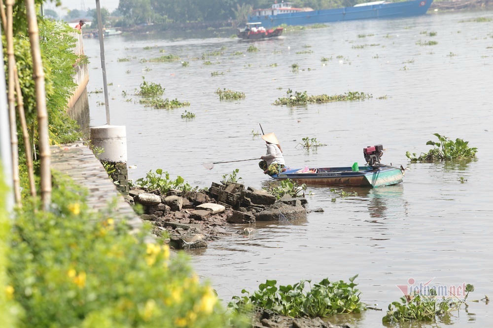 Cá phóng sinh Rằm tháng Bảy chưa kịp bơi đã bị chích điện