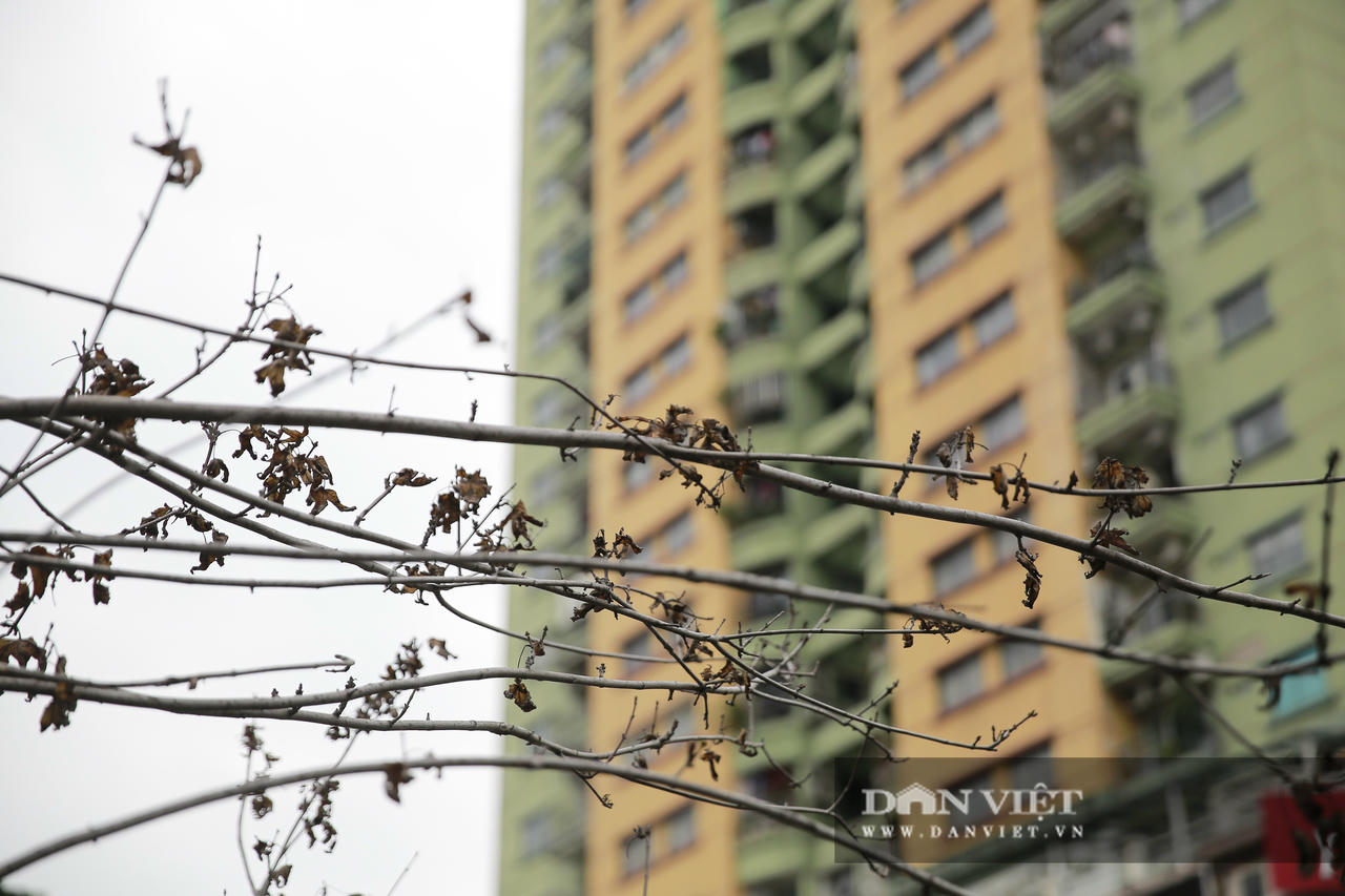 Xót xa nhìn hàng cây phong lá đỏ chết khô trên đường phố Hà Nội - Ảnh 10.