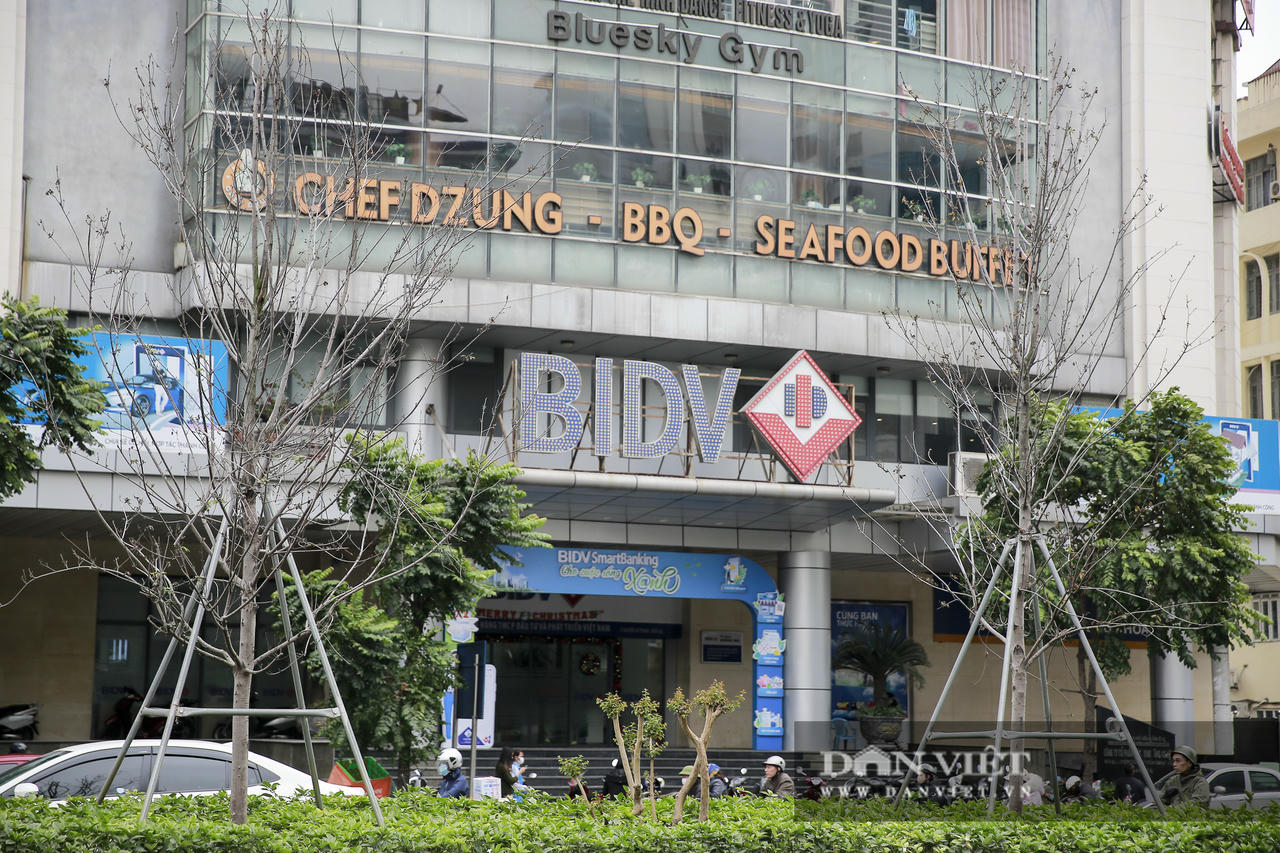 Xót xa nhìn hàng cây phong lá đỏ chết khô trên đường phố Hà Nội - Ảnh 8.