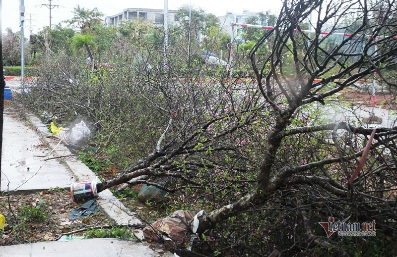 Mưa cả ngày, lái buôn vứt quất, đào đầy đường