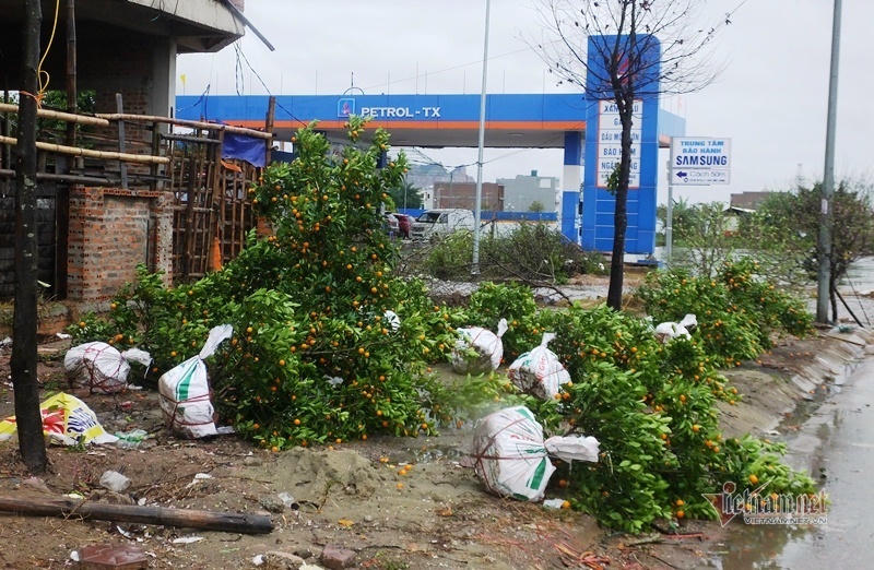 Mưa cả ngày, lái buôn vứt quất, đào đầy đường