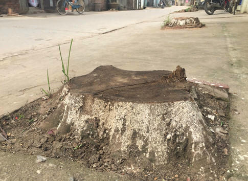 ha noi ra cong van khan cam tu y chat cay xanh khi dep via he  hinh 2