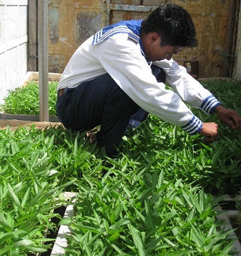 Trồng rau xanh trên đảo chìm