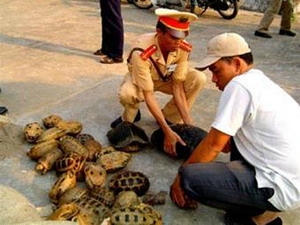 Bắt giữ ĐVHD tại Việt Nam -ảnh MH