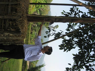 Rễ chính của cây Đa Tân Trào