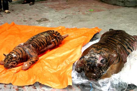 Tăng cường đấu tranh chống buôn bán Hổ là 