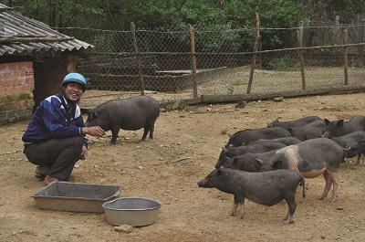 Anh Nguyễn Tấn Hùng bên đàn lợn rừng trong khu trang trại