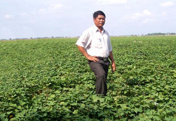 “Vua khoai lang” Ba Hạo bên rẫy khoai