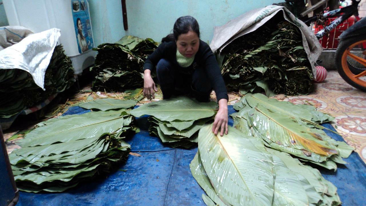 Tước cọng lá dong để chuẩn bị gói bánh.