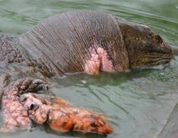 Rùa hồ Gươm bị thương ở đầu, cổ và chân