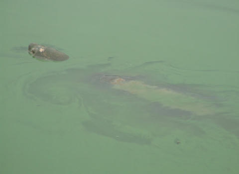 Cụ rùa liên tục nổi vào ngày hôm qua