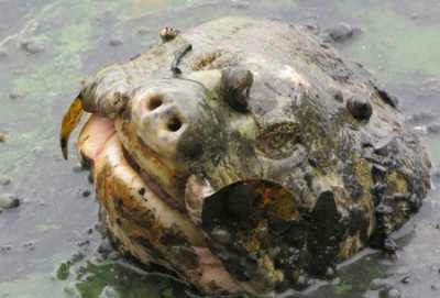 Trước khi cá thể rùa khổng lồ được lai dẫn, mặt nước hồ Gươm có lúc ô nhiễm như thế này