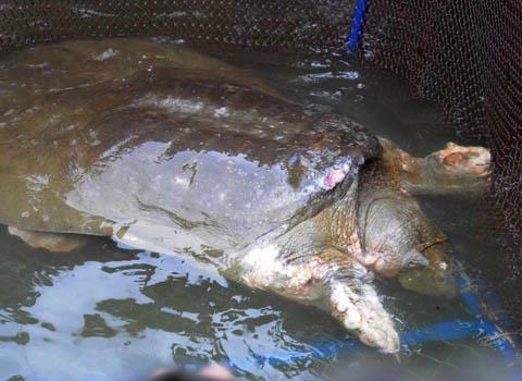 Sức khỏe của Rùa hồ Gươm đã cơ bản hồi phục