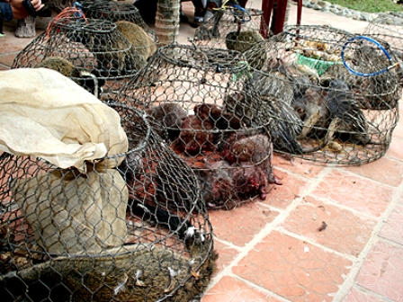 Việc sử dụng sản phẩm động vật hoang dã của người dân đang xu hướng gia tăng