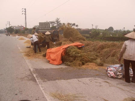 Vào vụ thu hoạch lúa, nhiều hộ dân phơi rơm rạ, phơi thóc, tuốt lúa lấn hết cả lòng đường gây cản trở việc đi lại của người tham gia giao thông