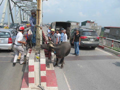 Con trâu được khống chế...