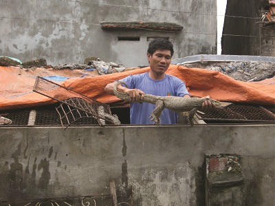 Nhiều hộ cận nghèo ở Hà Nam vay vốn nuôi kỳ đà khá hiệu quả.