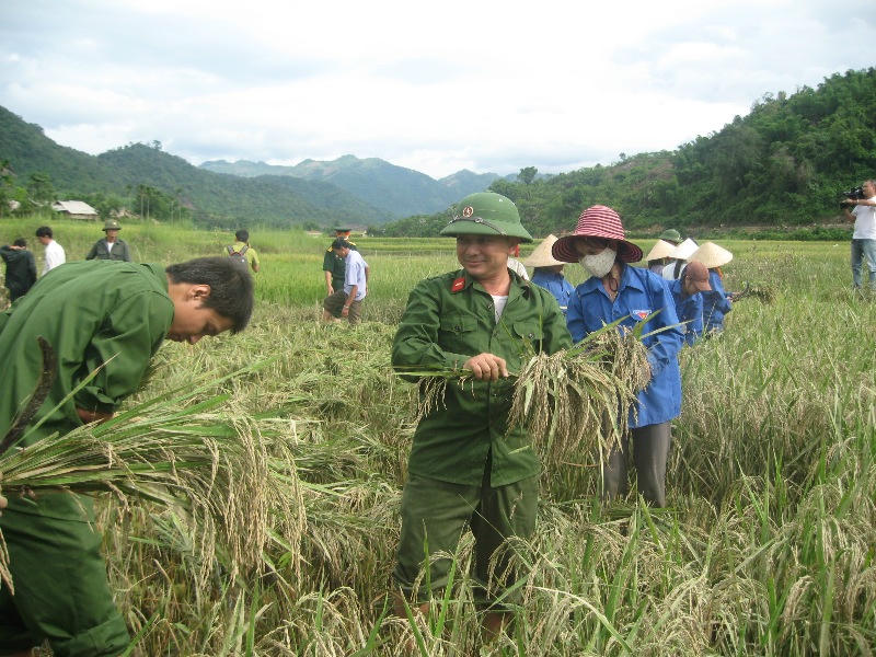 Bộ đội giúp dân gặt lúa