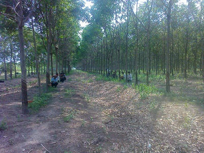 Vườn cao su của Công ty TNHH Đông Nam Long.