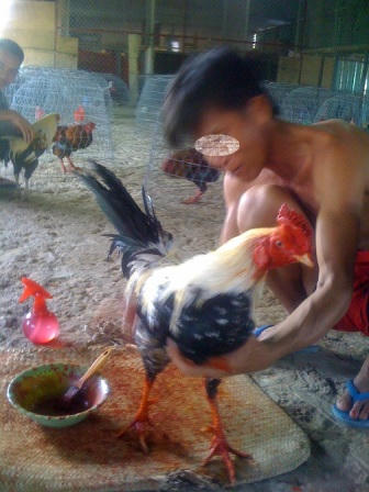 Một “võ sĩ gà” hạng siêu nặng của chủ trường gà.