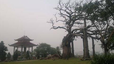 Hình ảnh cây Trôi bị chết khô vì lâu năm.