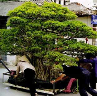 Cây cảnh sẽ được quản lý