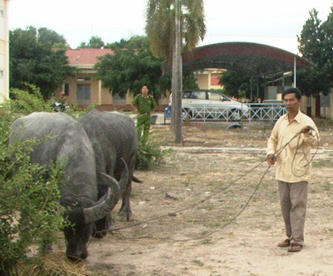 Anh Vũ nhận lại hai con trâu tại công an huyện Tân Châu.