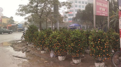 Mới chỉ có dăm bảy điểm trưng quất, đào ra bán.