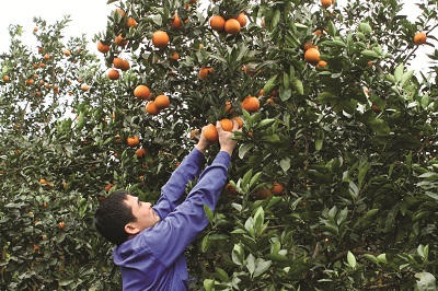 Giáp Tết, nhiều vườn cam vẫn còn trĩu quả chín.