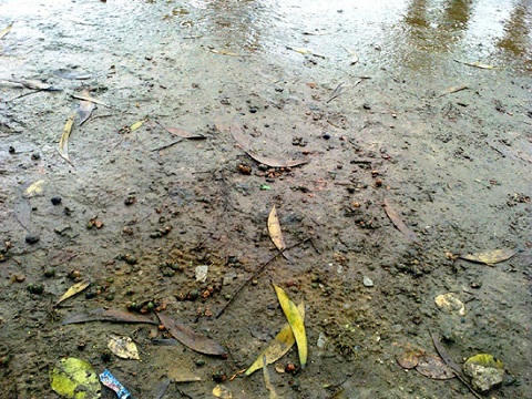 Hiện trường nơi chị D. bị cắt tóc đến chiều tối 3/2 vẫn còn tóc và quả đùng đình.