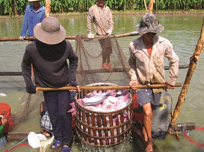 Thu hoạch cá tra ở ĐBSCL