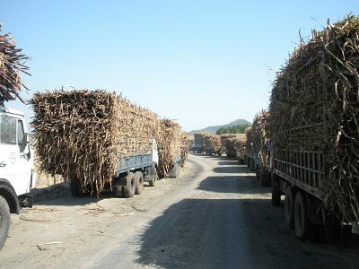 Hàng trăm xe mía  ứ đọng trước cổng  vào Nhà máy  Đường An Khê