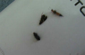 Nghi phạm kiến ba khoang