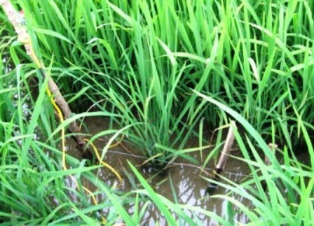 Ảnh chỉ mang tính chất minh họa