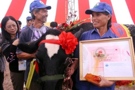 Hội thi Hoa hậu bò sữa đã trở thành một nét đẹp trên cao nguyên Mộc Châu