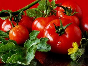 Cà chua được cho là có hàm lượng chất lycopene cao. 