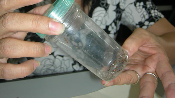 TS. Phạm Thị Khoa phân tích đặc điểm kiến ba khoang