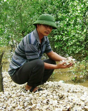 Nông dân có nguy cơ trắng tay vì gần như toàn bộ số ngao đang đến kỳ thu hoạch bị chết trắng.