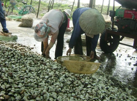 Ngao được người dân đánh bắt lên chiếm phân nửa bị chết.