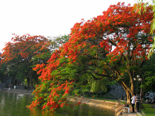 Điểm nhấn của năm du lịch sẽ là lễ hội hoa phượng đỏ lần 2