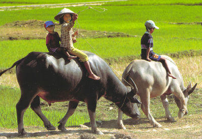 “Quyền sử dụng trâu” chỉ là một trong nhiều vụ án mà Tòa tuyên “cười ra nước mắt”